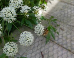 Bee on cowbane