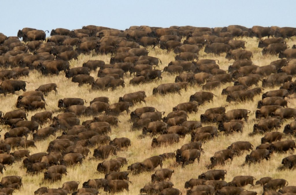 Buffalo herd