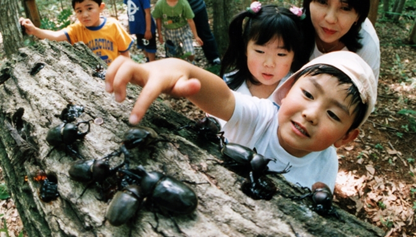 Bug hunting Japanese children