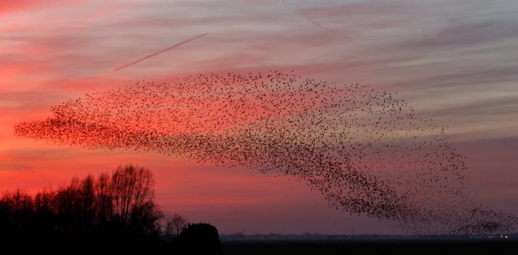 Starling murmuration